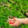 Peas – Tall Telephone – 4″ Pot
